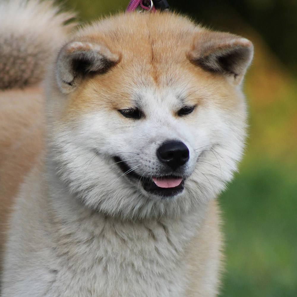 Akita