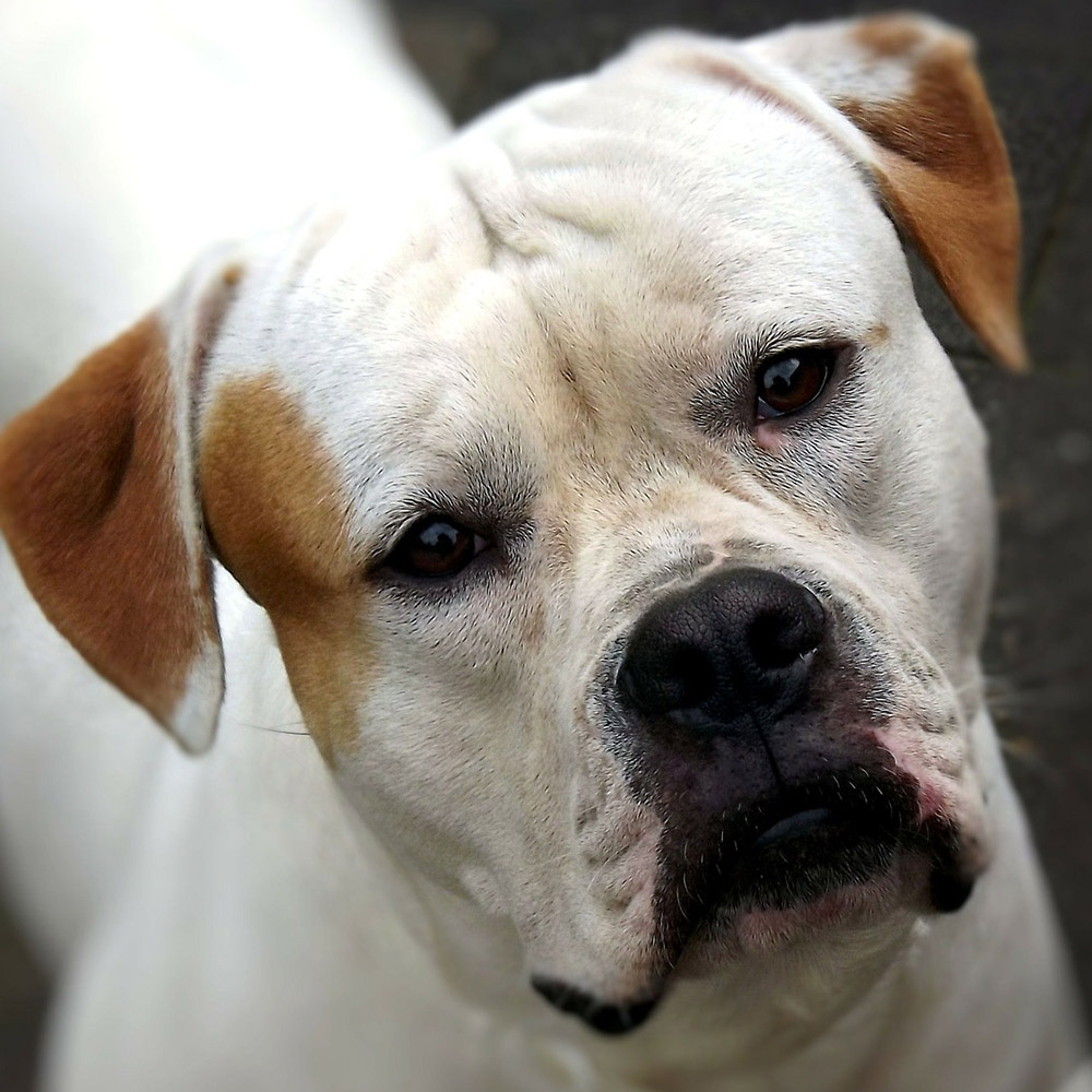 American Bulldog