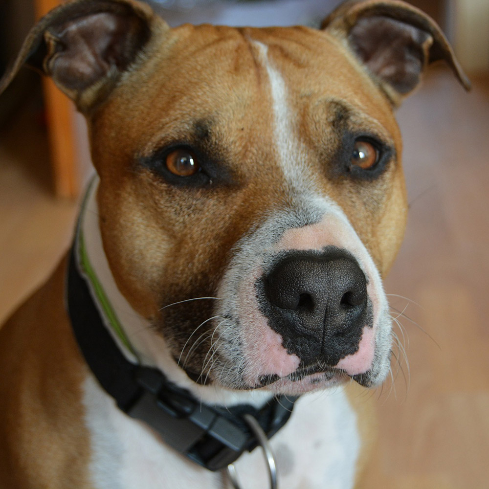American Pit Bull Terrier