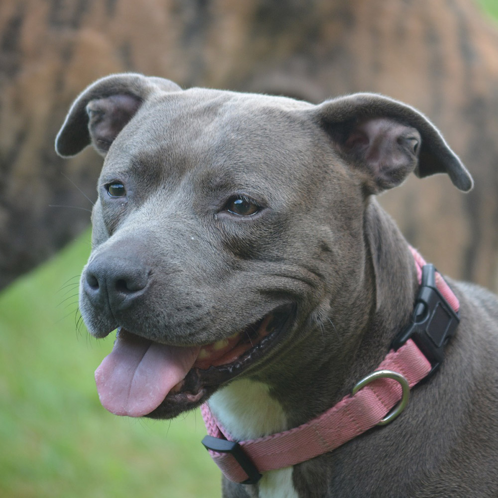 American Staffordshire Terrier