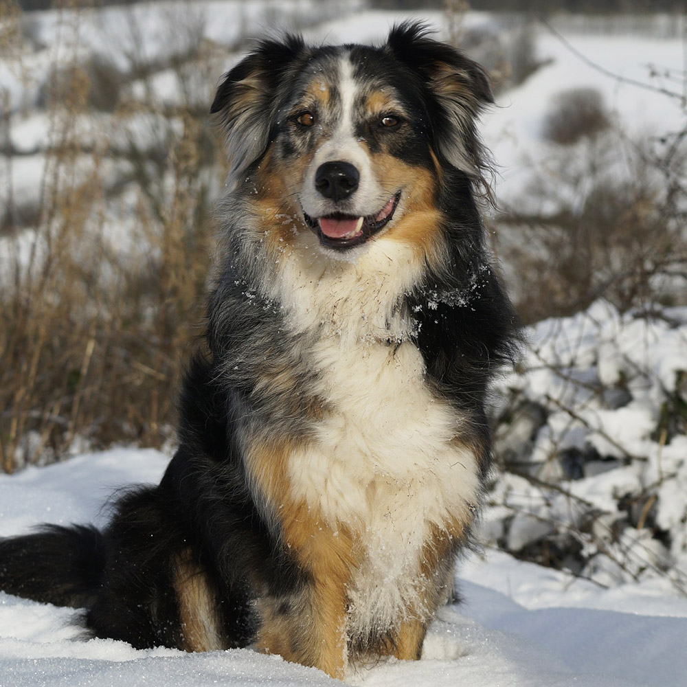 Australian Shepherd