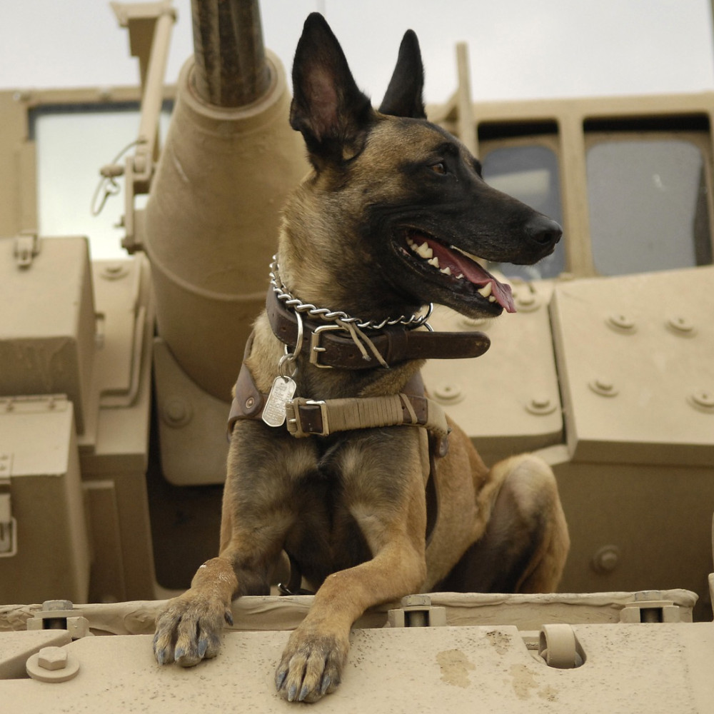 Belgian Malinois