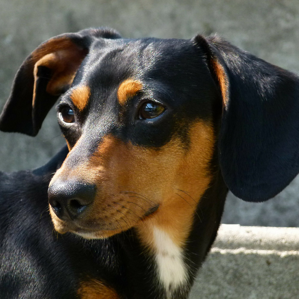 Dachshund