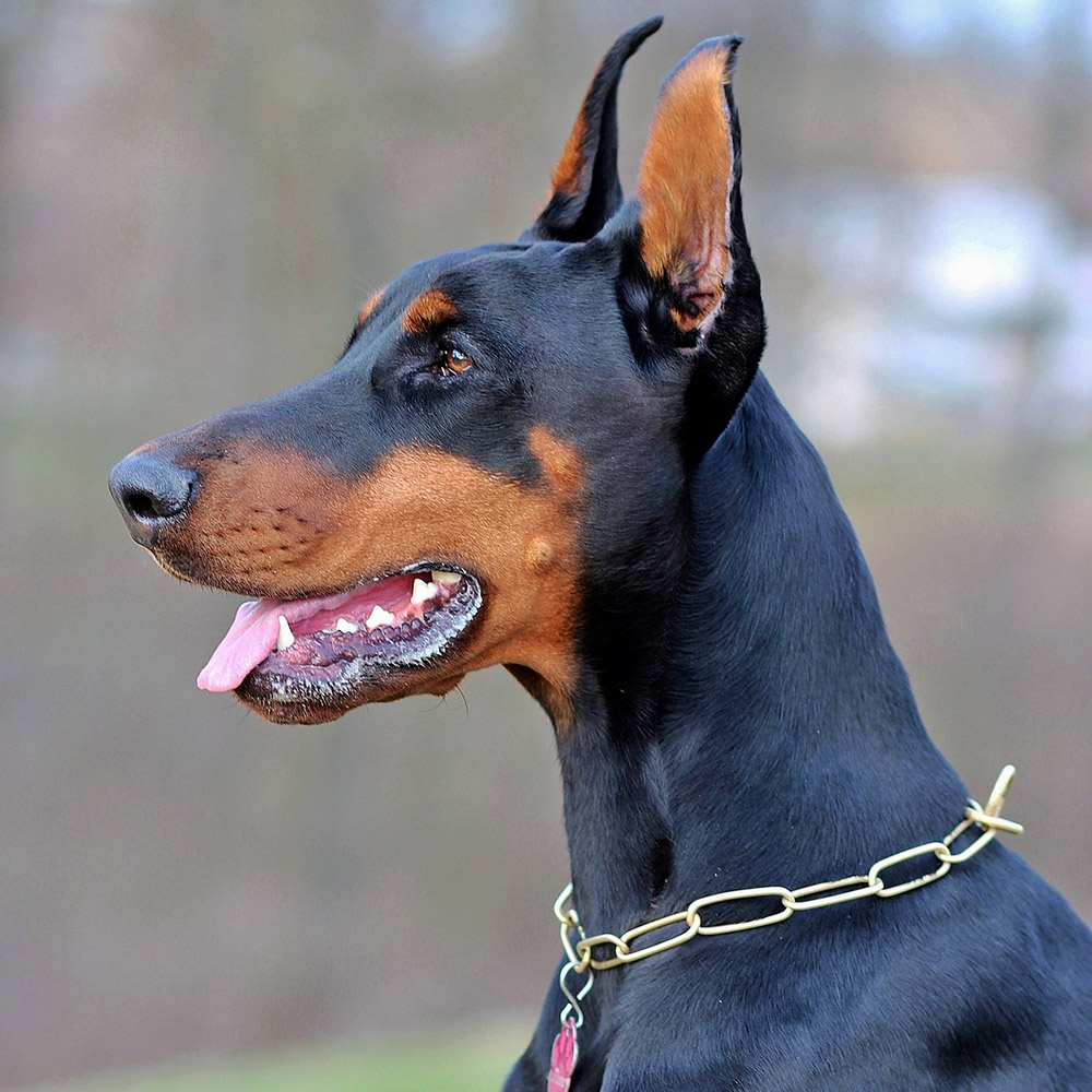 Doberman Pinscher