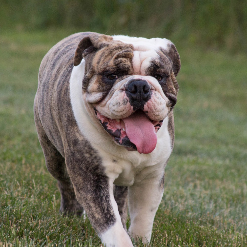 English Bulldog