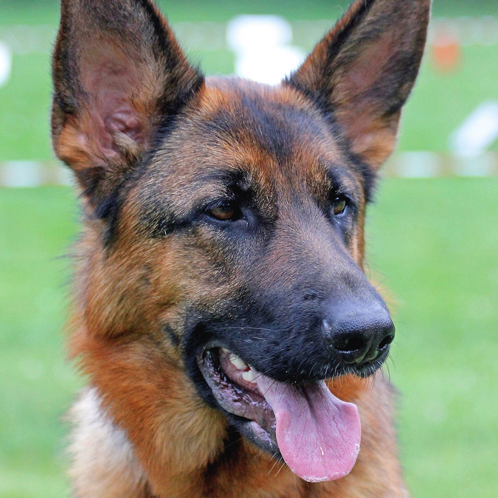 German Shepherd
