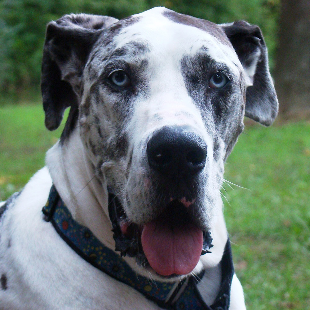 Great Dane