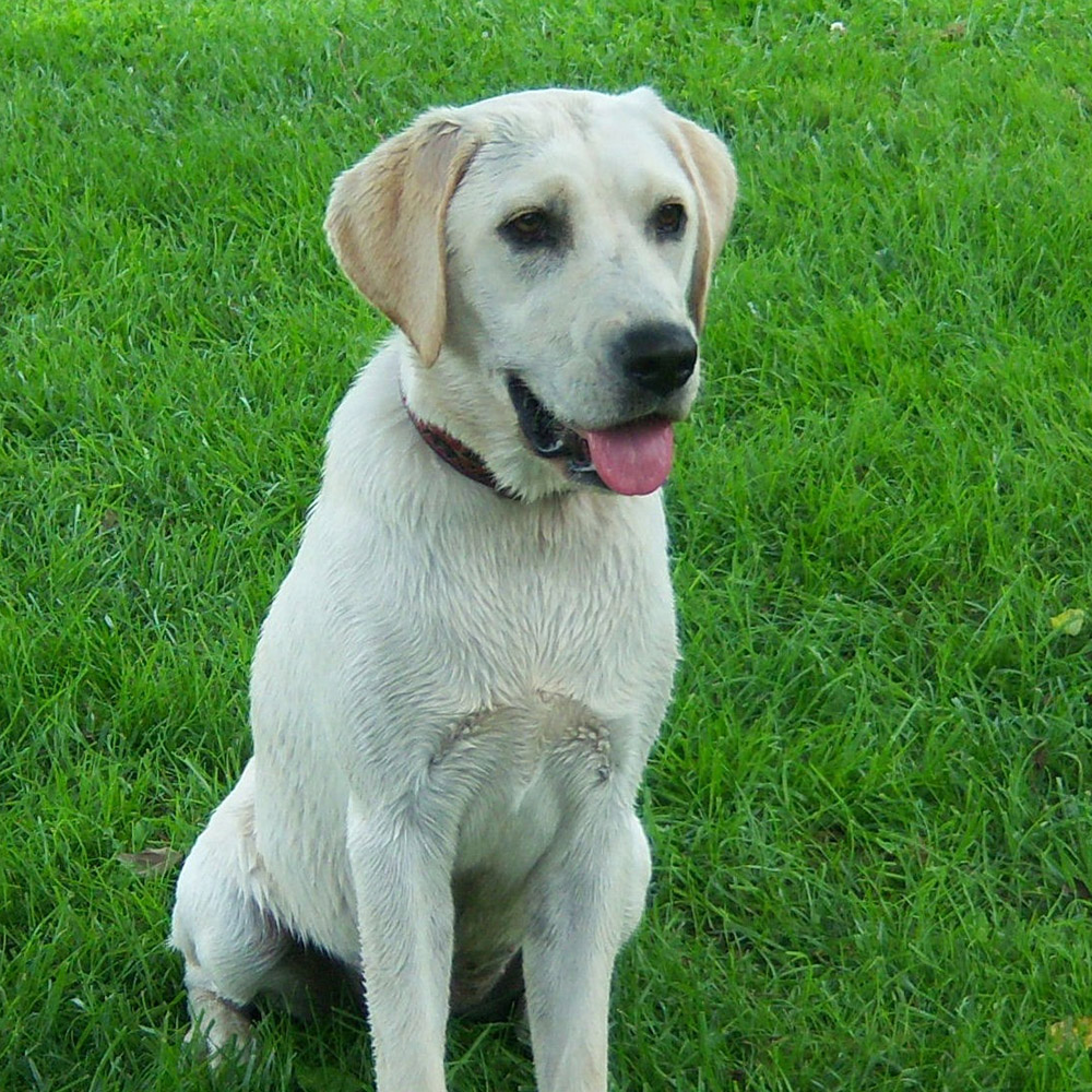 Labrador Retriever