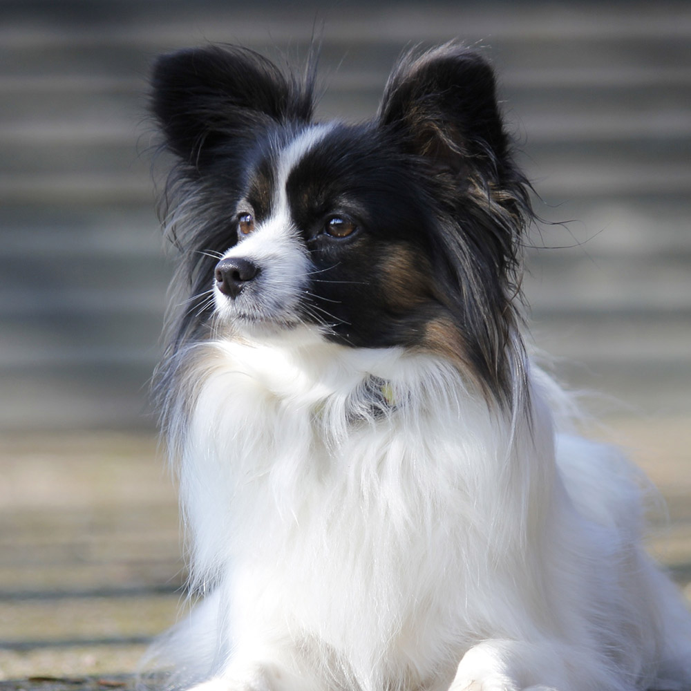 Papillon