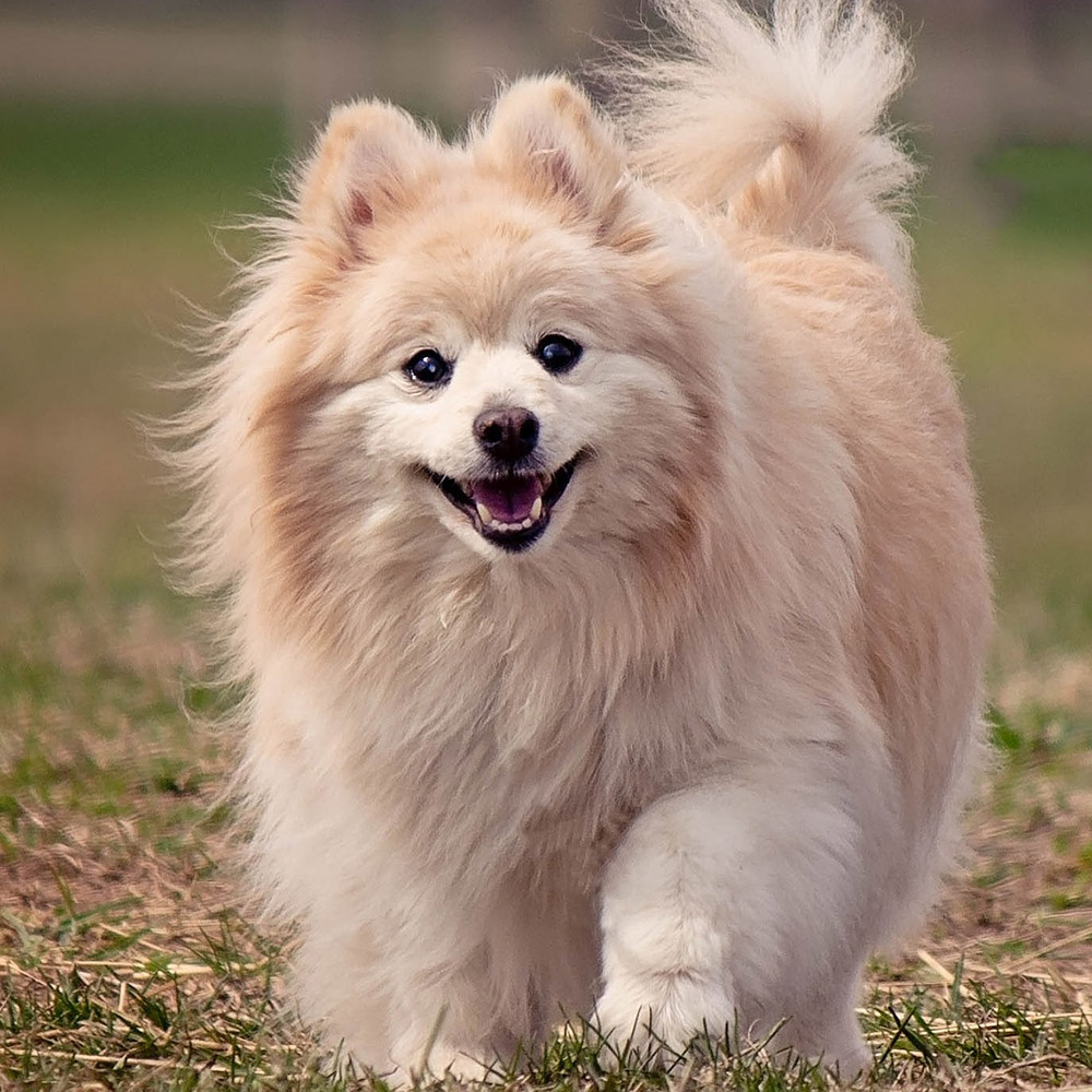 Pomeranian