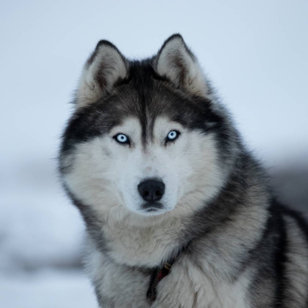 Siberian Husky
