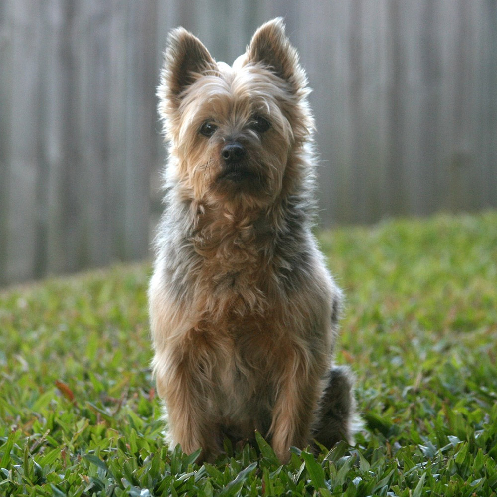 Silky Terrier