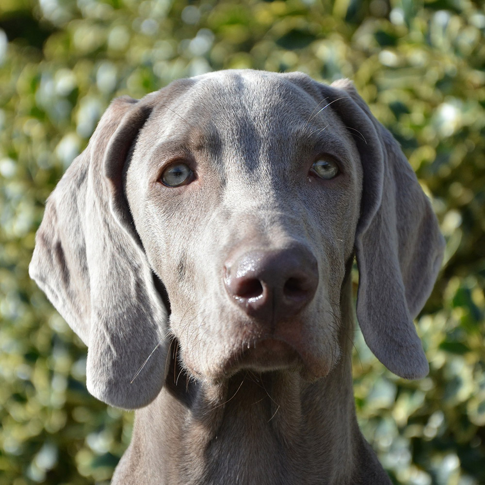 Weimaraner